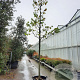 Cercis siliquastrum 'Alba' 200 cm stam container 20-25 leiboom