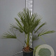 Chamaerops humilis 50-60 cm 6L