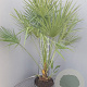 Chamaerops humilis 70-90 cm 9L