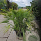 Chamaerops humilis 100-125 cm container meerstammig
