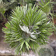 Chamaerops humilis 'Vulcano' 50-70 cm 6L