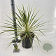 Cordyline aus. Lime Passion 70-80 cm 12L