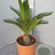 Cycas revoluta GM C6L