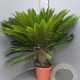Cycas revoluta 80-100 cm 20L