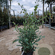 Eucalyptus gunnii 60-80 cm 6L