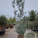 Eucalyptus gunnii Azura 300-350 cm cont. 150L meerstammig