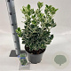 Euonymus jap. 'Kathy' 35-40 cm 5,0L