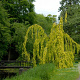 Fagus syl. 'Aurea Pendula' 175-200 cm met kluit