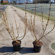 Forsythia int. 'Spectabilis' 30-40 cm 2,0L