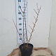Forsythia int. 'Spectabilis' 60-80 cm 7,5L