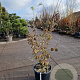 Hamamelis mollis 125-150 cm 35L