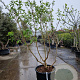 Heptacodium miconioides 200-250 cm container meerstammig solitair