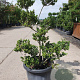 Ilex crenata 80-100 cm container pompon