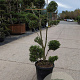 Ilex crenata 'Kimmei' 120-140 cm container paraplu
