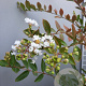Lagerstroemia 'Acoma' 125-150 cm container meerstammig