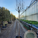 Lagerstroemia indica 180 cm stam container 12-14 leiboom