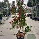 Lagerstroemia Dynabite 125-150 cm 30L