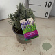 Lavandula ang. 'Dwarf Blue' 15-20 cm P12
