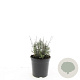 Lavandula ang. 'Hidcote' GM 1.5