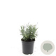Lavandula ang. 'Hidcote' GM 1.5