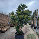 Mahonia media 'Charity' 200-250 cm container meerstammig extra