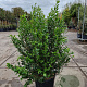 Myrtus communis 80-100 cm 2,5L