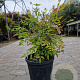 Nandina domestica 50-60 cm 10L