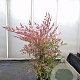 Nandina domestica 60-70 cm 10L