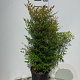 Nandina domestica 100-125 cm 25L