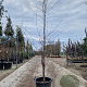 Nothofagus antarctica 200-225 cm 30L