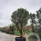 Osmanthus fragrans 350-400 cm container meerstammig