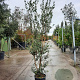 Osmanthus heterophyllus 175-200 cm 15L
