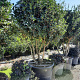 Osmanthus heterophyllus 200-250 cm container 80 stam