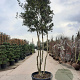 Osmanthus heterophyllus 300-350 cm container paraplukroon