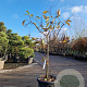 Oxydendrum arboreum 100-125 cm 25L