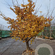 Parrotia persica 250-300 cm draadkluit meerstammig 175-200 diameter
