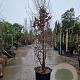Parrotia persica 250-300 cm container meerstammig