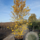 Parrotia persica 300-350 cm container meerstammig