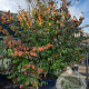 Parrotia persica 300-350 cm container solitair meerstammig