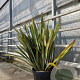Phormium tenax 60-80 cm 30L