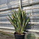 Phormium tenax 80-100 cm 35L