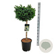 Picea omorika 'Nana' 60 cm stam 15L