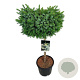 Picea omorika 'Nana' 60 cm stam 15L
