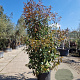 Photinia fraseri 'Red Robin' 250-300 cm 45L