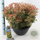 Pieris jap. 'Little Heath' 30-40 cm 7L
