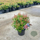 Pieris jap. 'Passion' 20-25 cm 3,0L