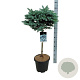 Picea pungens 'Glauca Globosa' 60 cm stam 15L