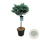 Picea pungens 'Glauca Globosa' 60 cm stam 15L