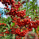 Pyracantha coccinea 120 cm stam container 14-16
