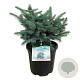 Picea pungens 'Karpaten' 40-50 cm 15L